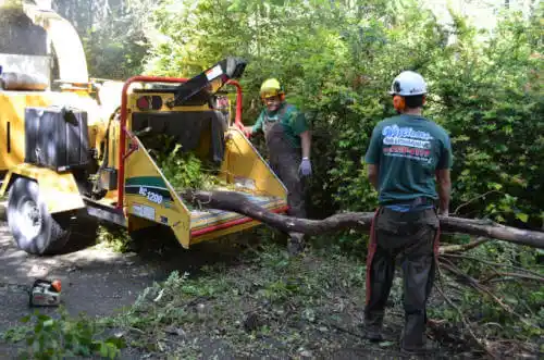 tree services Algonquin